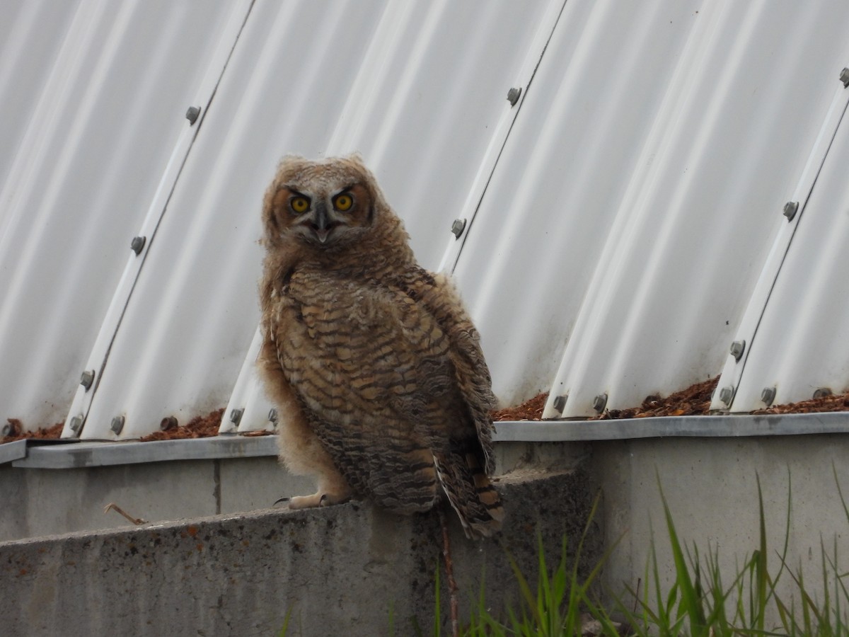 Great Horned Owl - ML620027935
