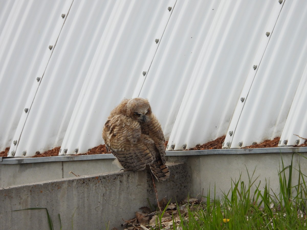 Great Horned Owl - ML620027938