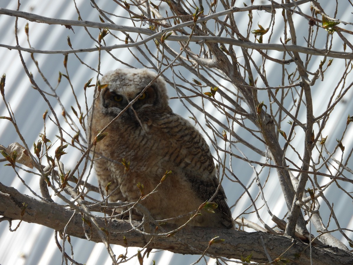 Great Horned Owl - ML620027939