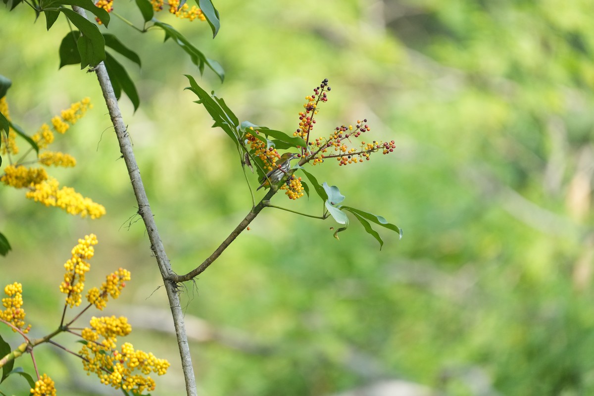 Yellow-vented Flowerpecker - ML620027956