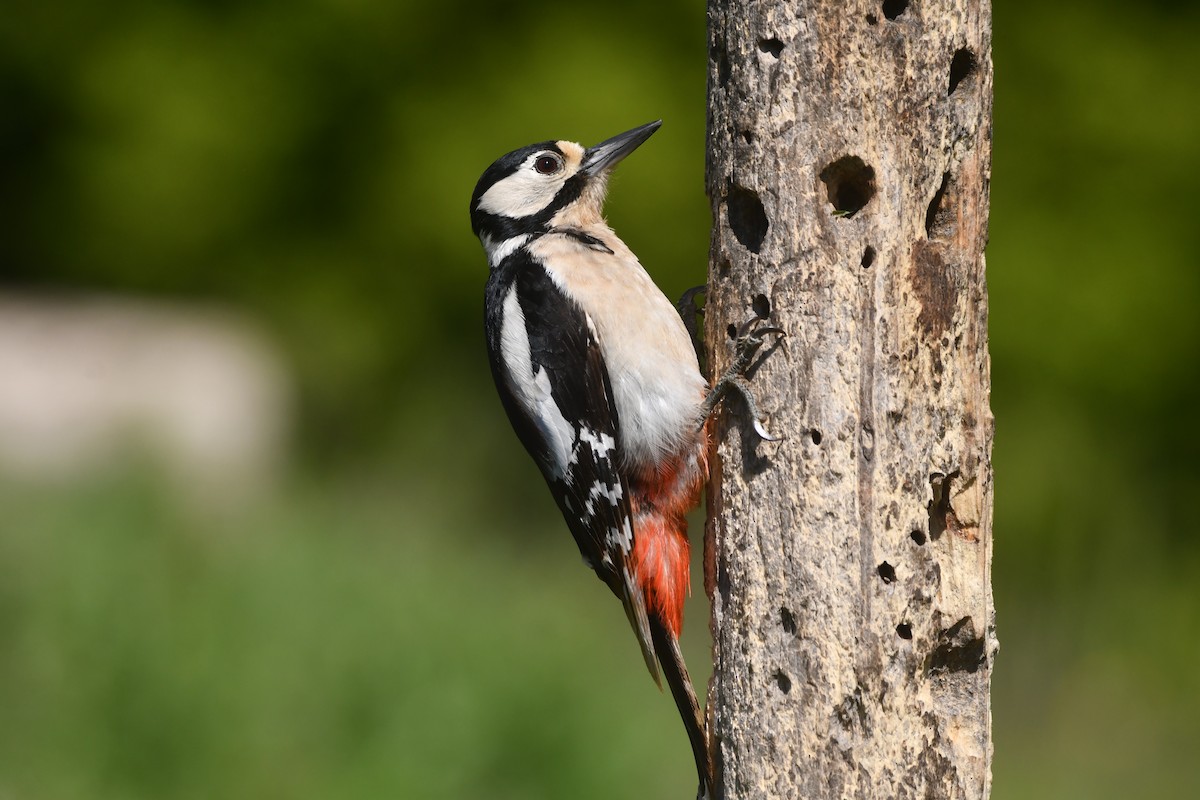 Great Spotted Woodpecker - ML620027983