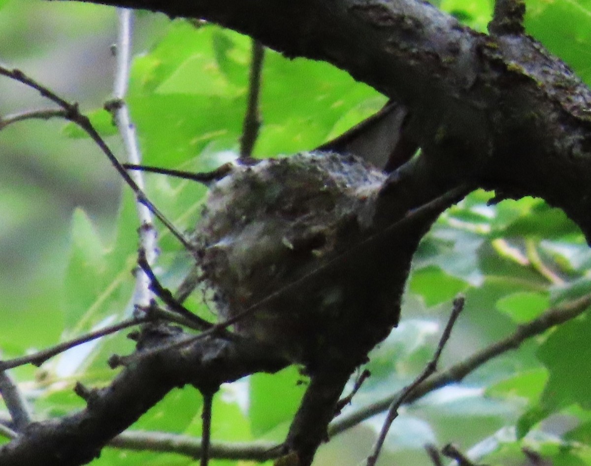 Black-chinned Hummingbird - ML620027986