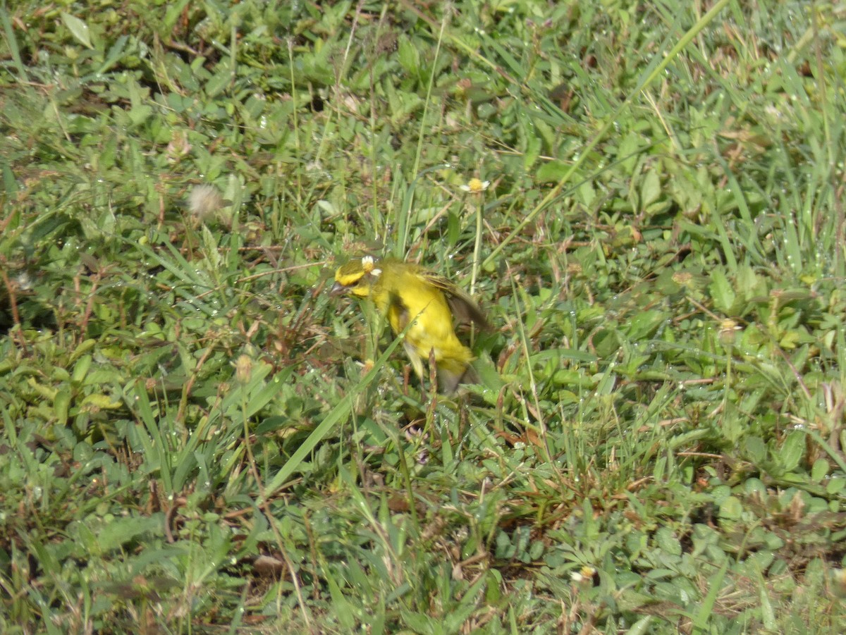 Yellow-fronted Canary - ML620027998