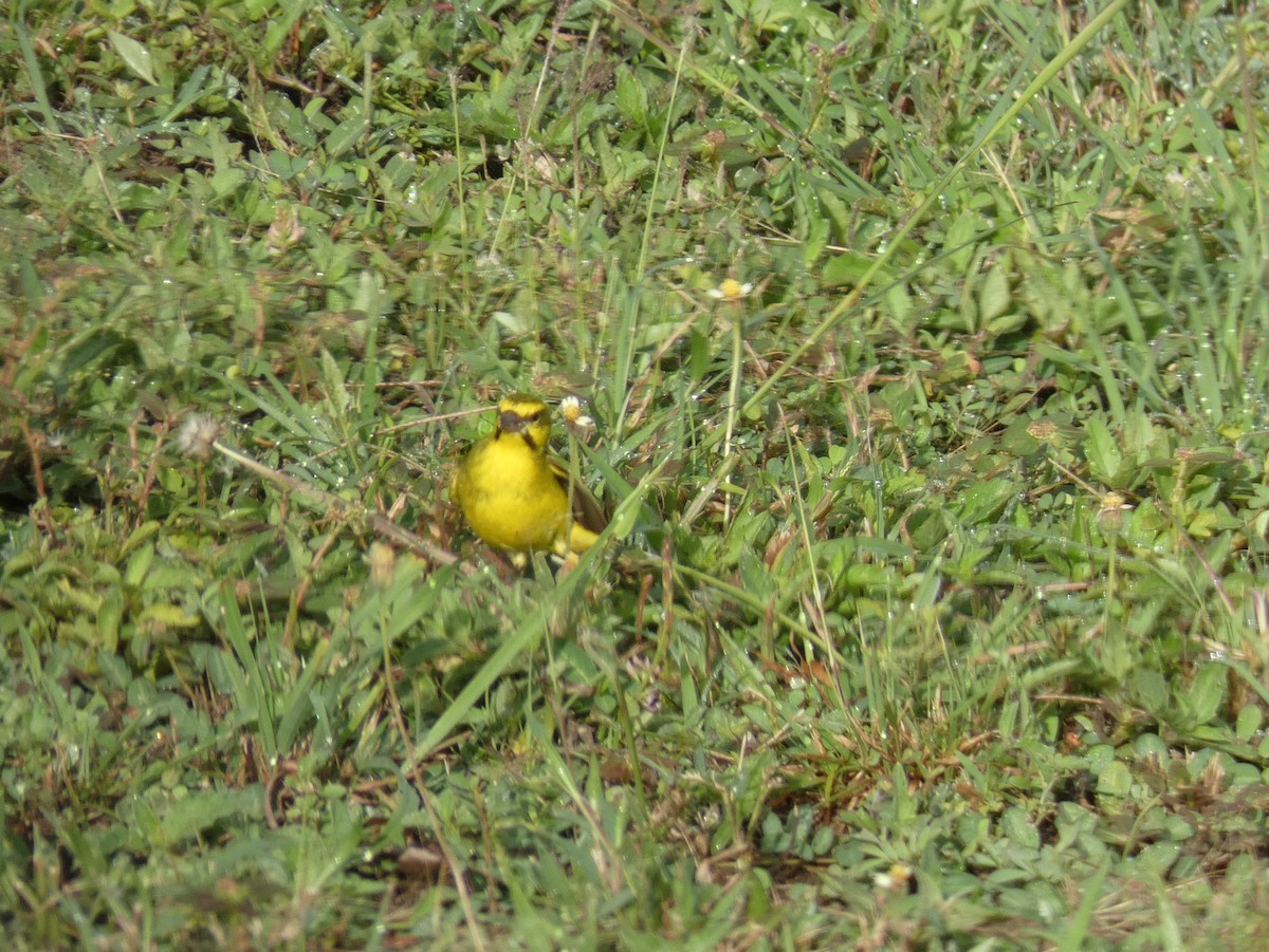 Yellow-fronted Canary - ML620027999