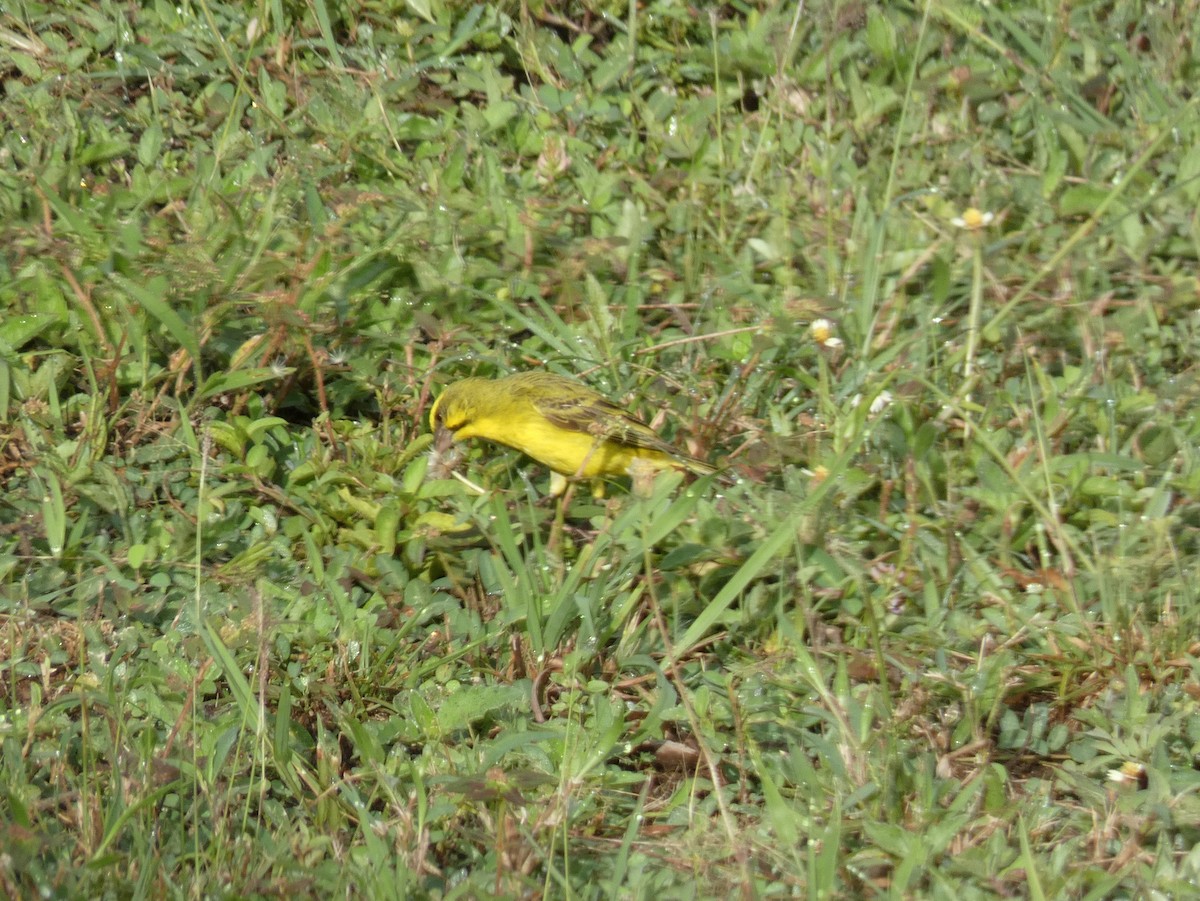 Yellow-fronted Canary - ML620028000