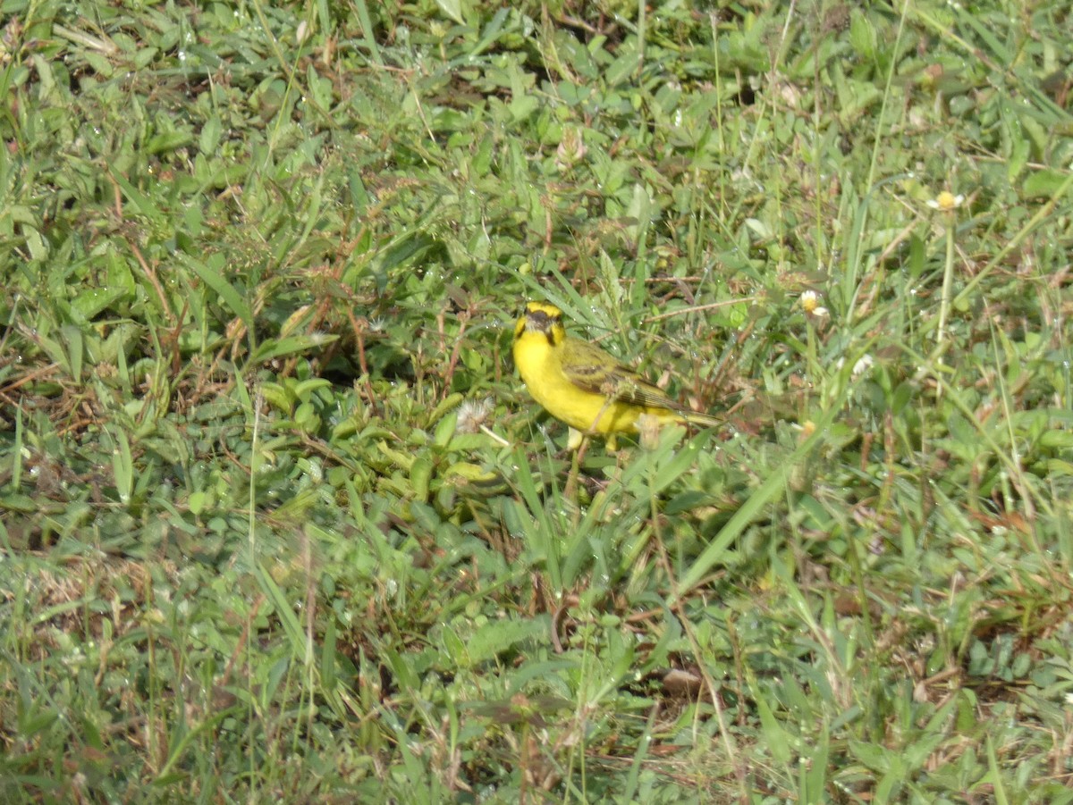 Yellow-fronted Canary - ML620028001