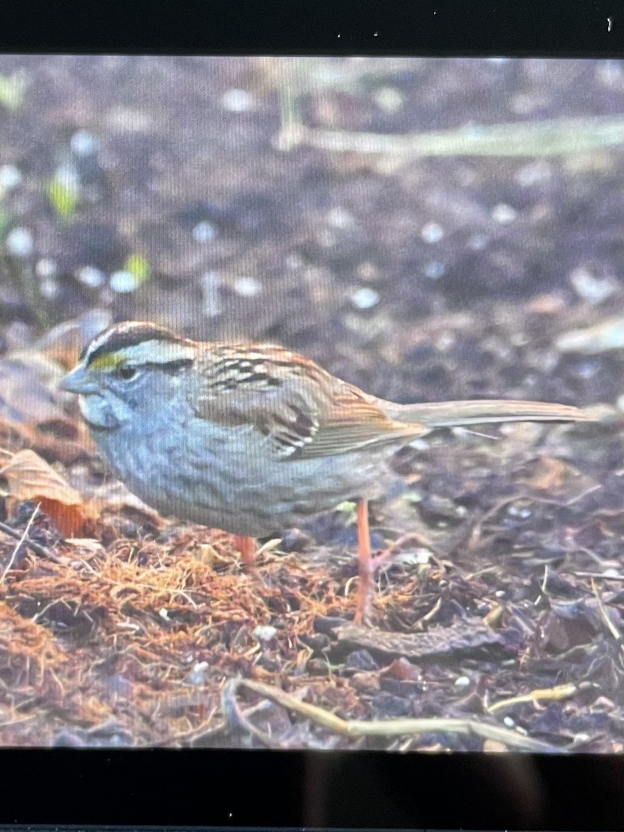 White-throated Sparrow - ML620028013