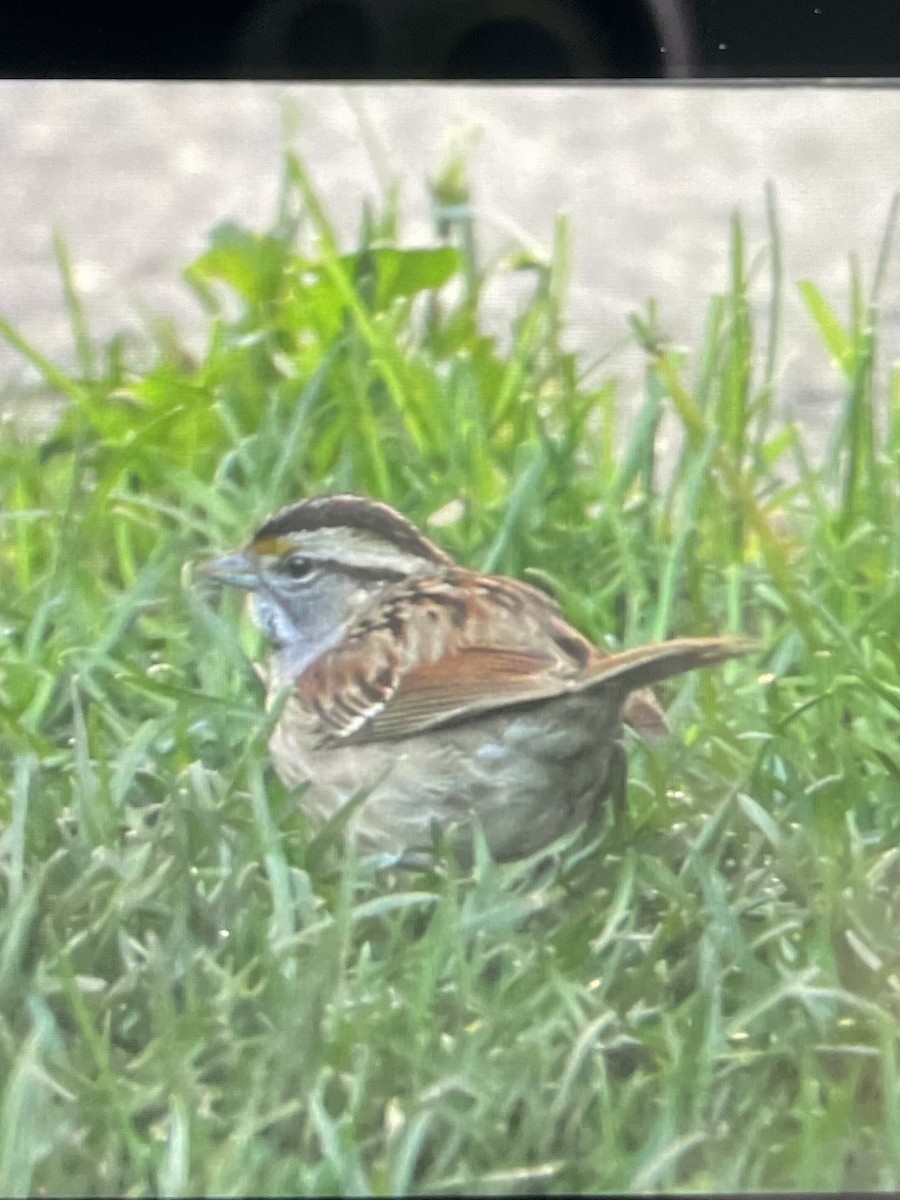White-throated Sparrow - ML620028014