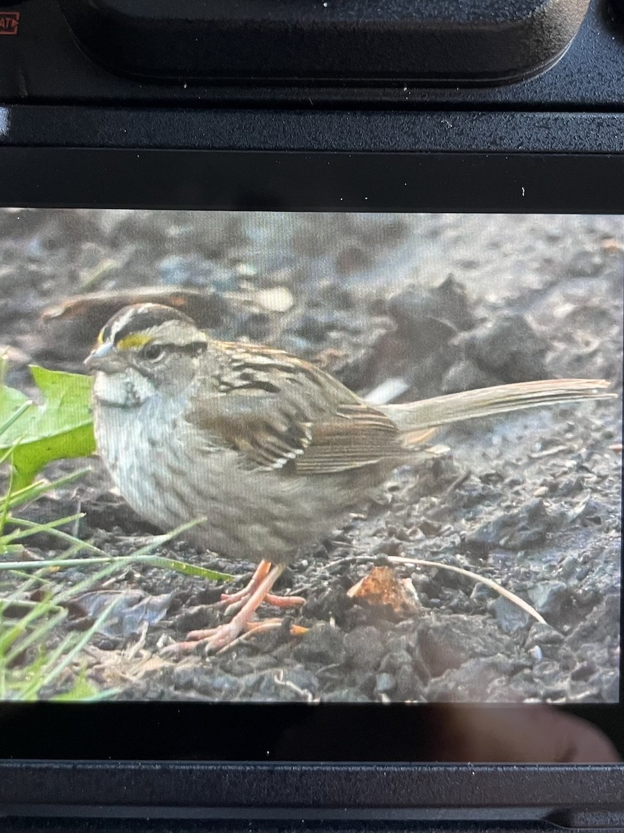 White-throated Sparrow - ML620028016