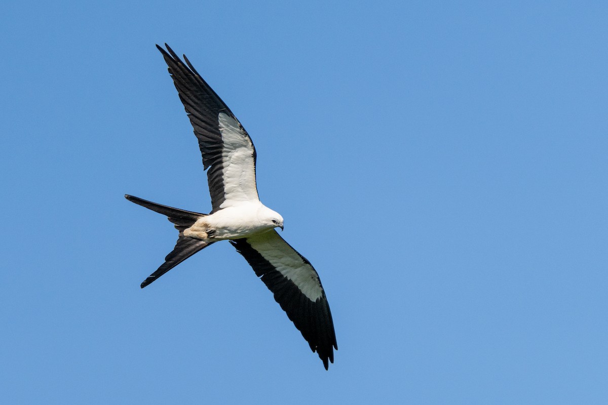 Swallow-tailed Kite - ML620028023