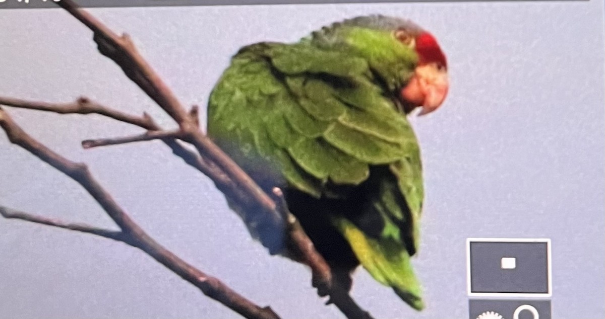 Lilac-crowned Parrot - ML620028037
