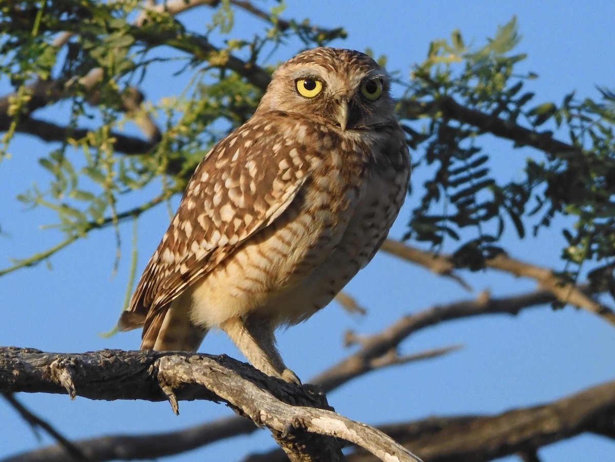 Burrowing Owl - ML620028038
