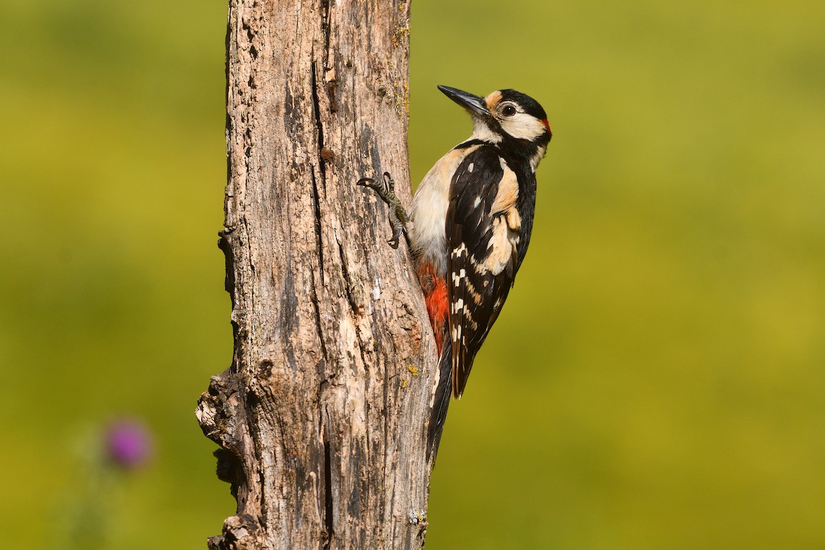 Great Spotted Woodpecker - ML620028039