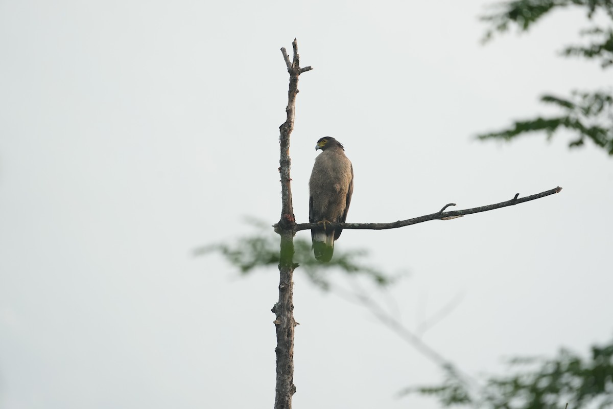 Crested Serpent-Eagle - ML620028041