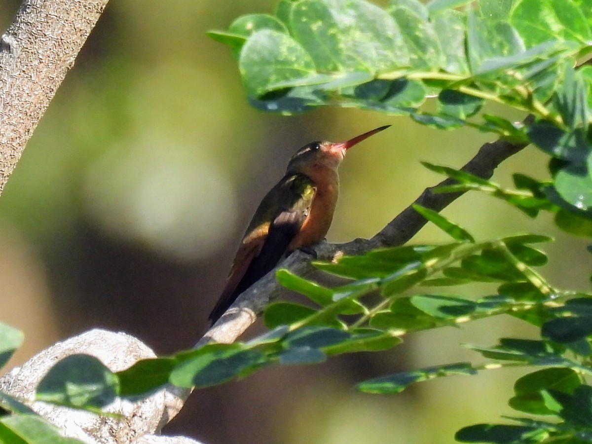 kolibřík ryšavý - ML620028061