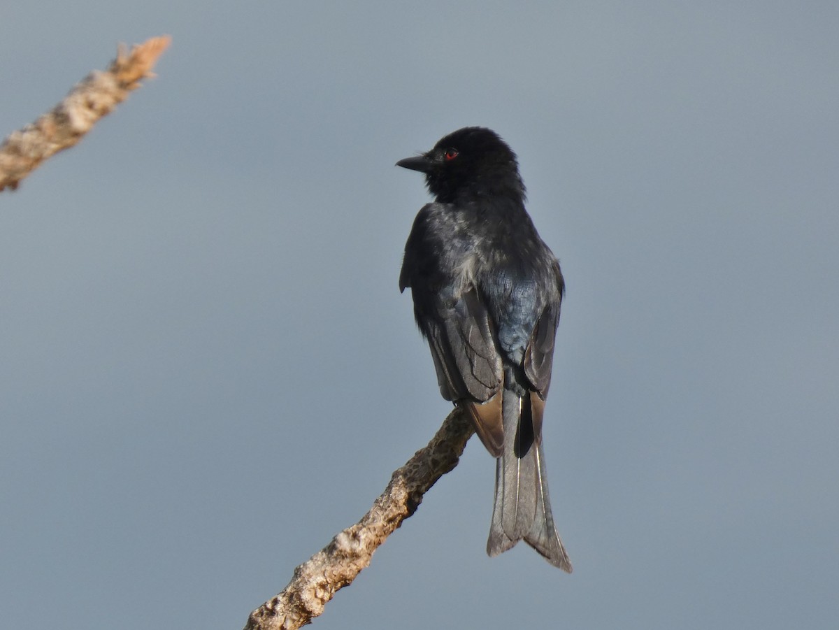 Fork-tailed Drongo - ML620028083