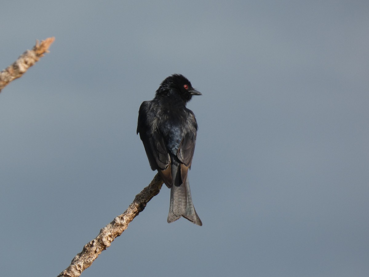Fork-tailed Drongo - ML620028084