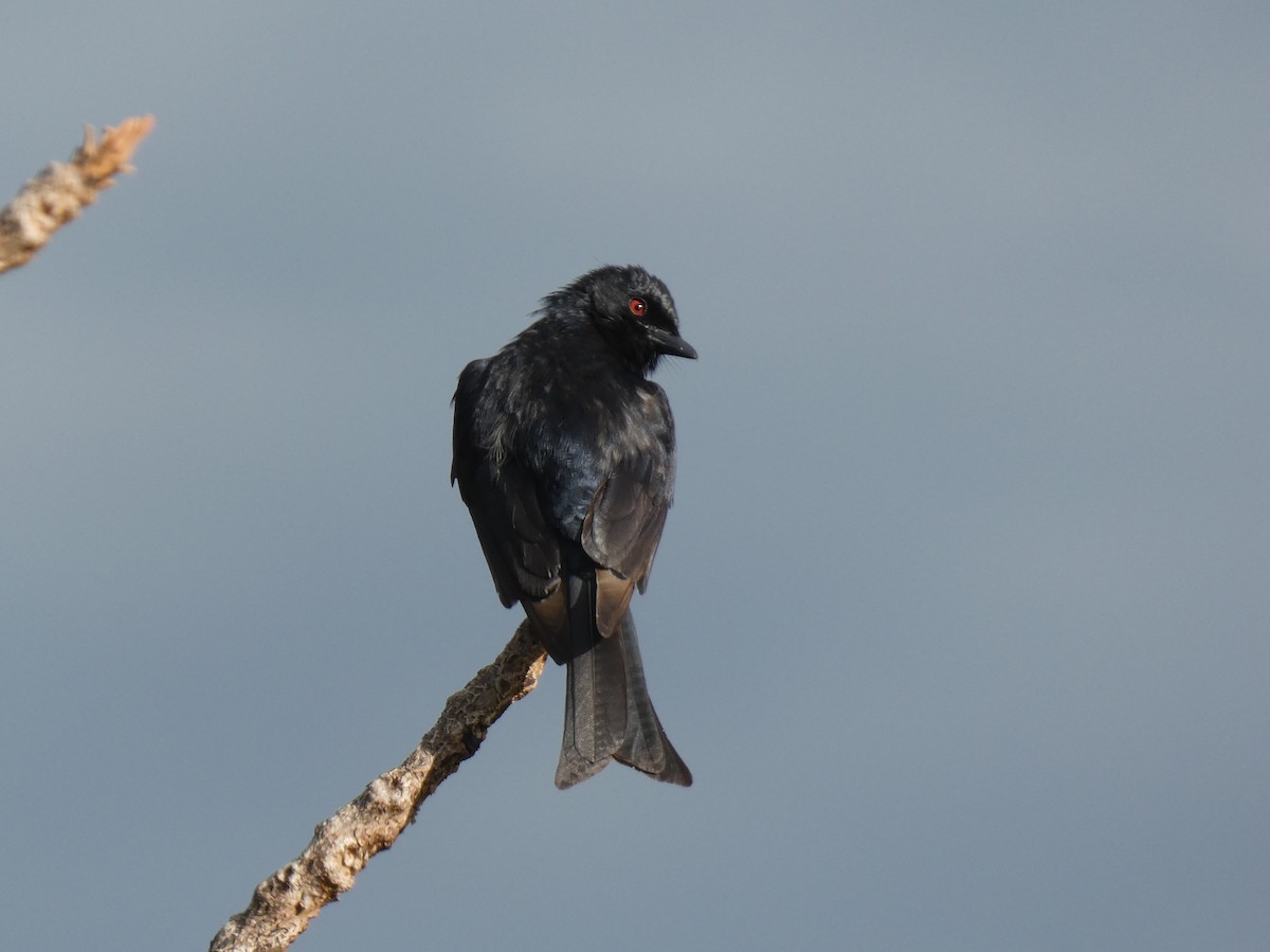 Fork-tailed Drongo - ML620028095