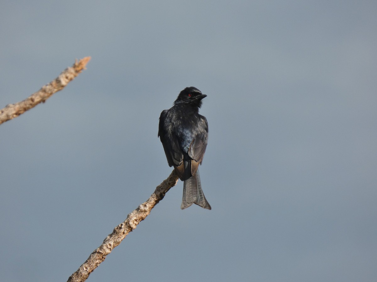 Fork-tailed Drongo - ML620028096