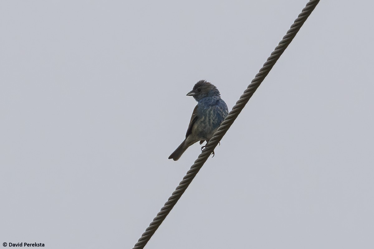 Passerin indigo - ML620028097