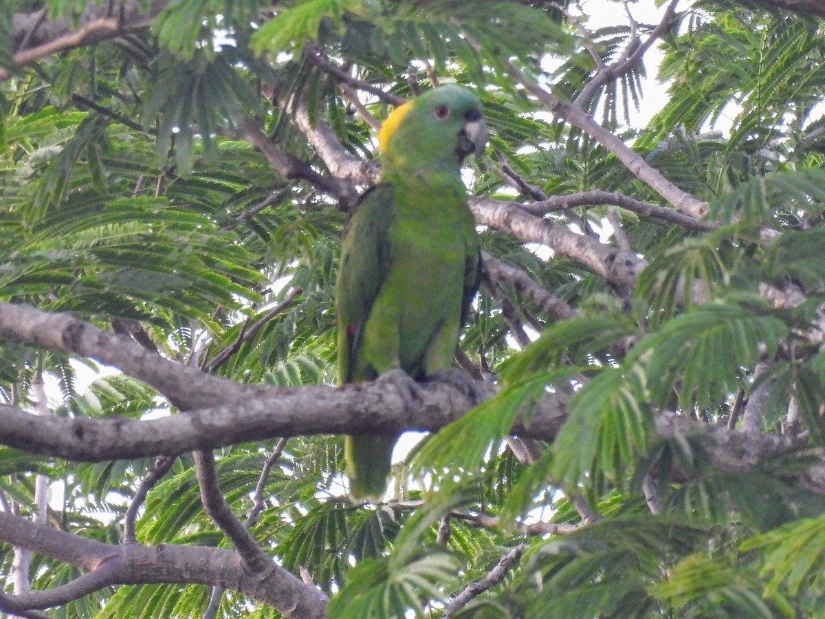 Yellow-naped Parrot - ML620028101
