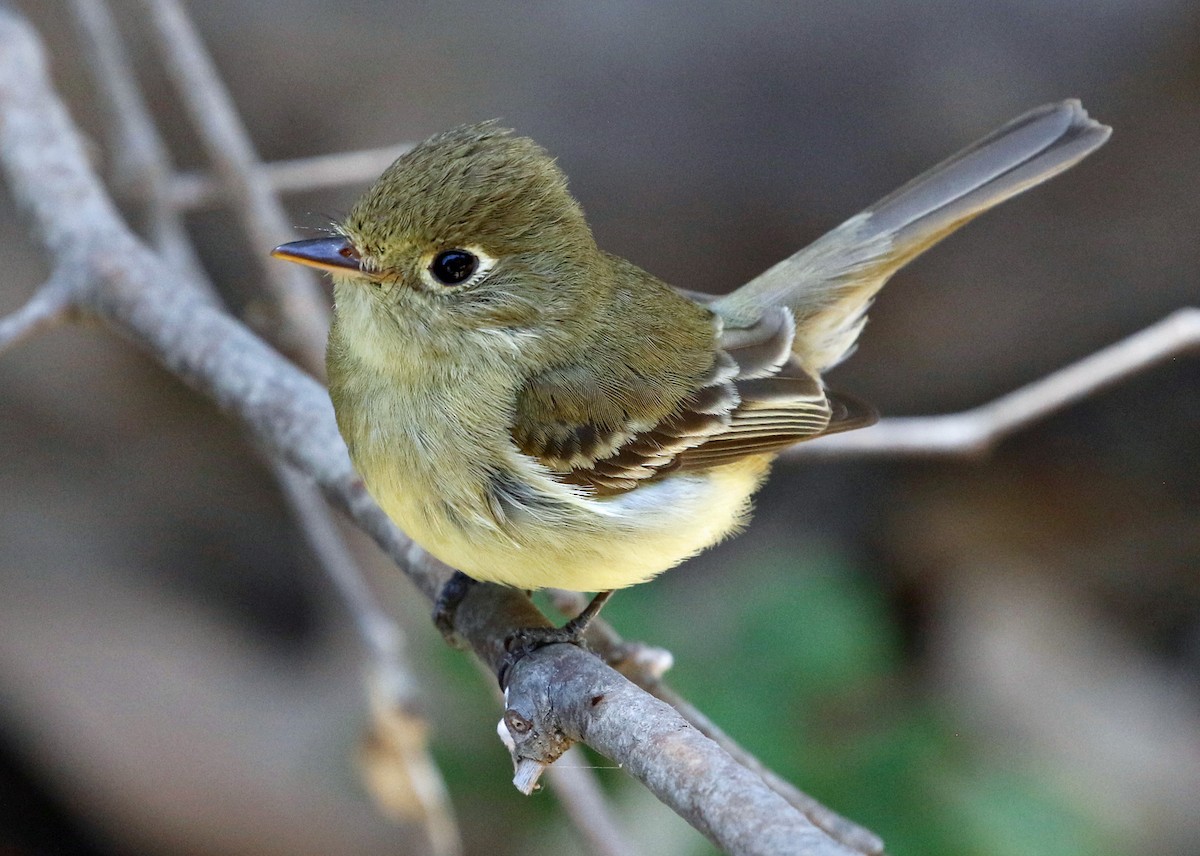 Western Flycatcher (Pacific-slope) - ML620028125