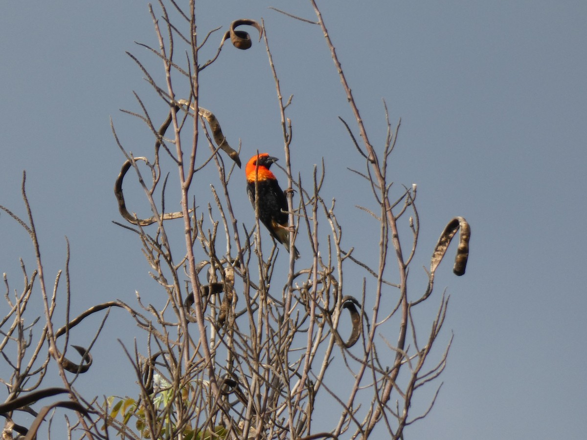 Black-winged Bishop - ML620028128