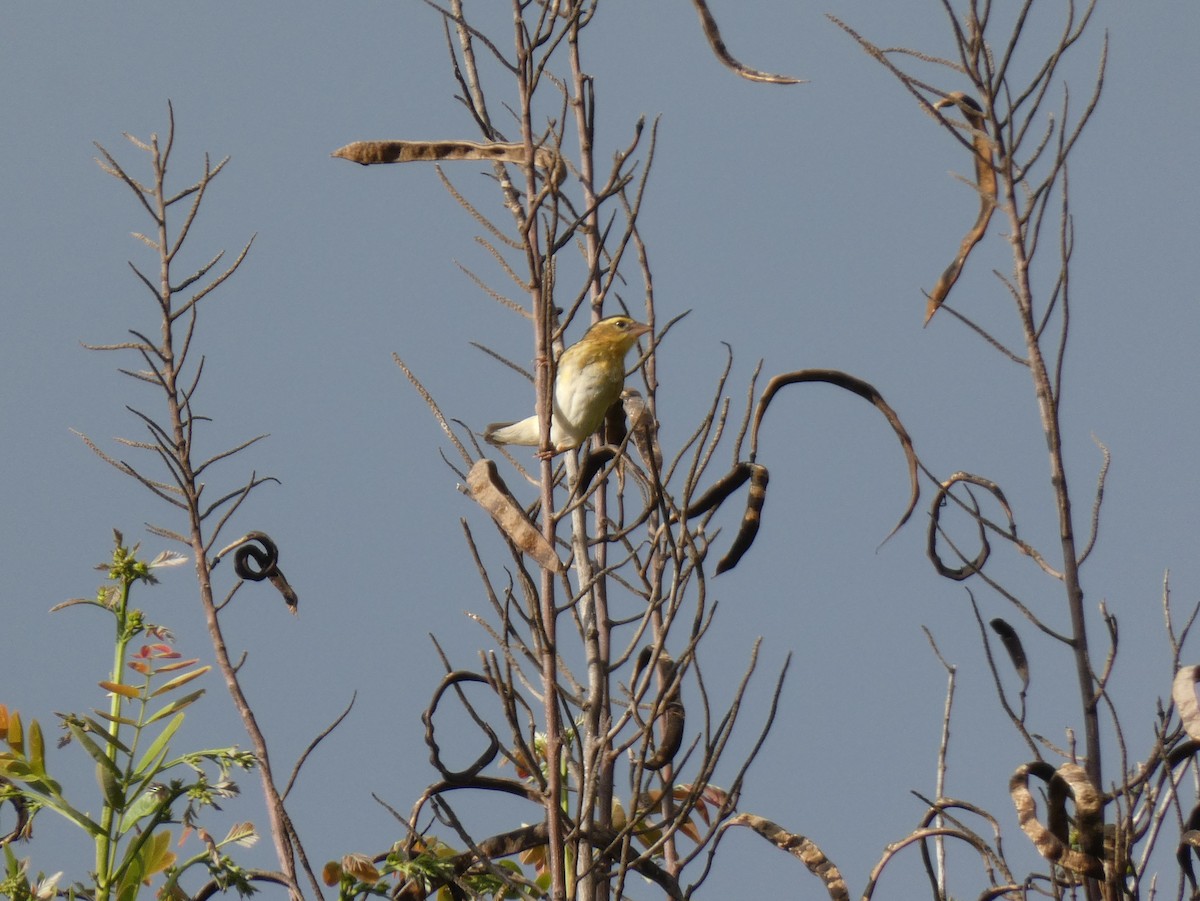 Black-winged Bishop - ML620028134