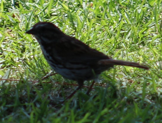 Song Sparrow - ML620028154