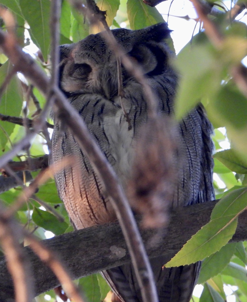 Southern White-faced Owl - ML620028158