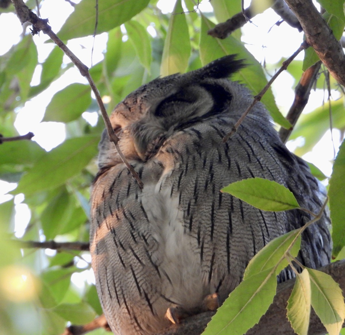 Southern White-faced Owl - ML620028161