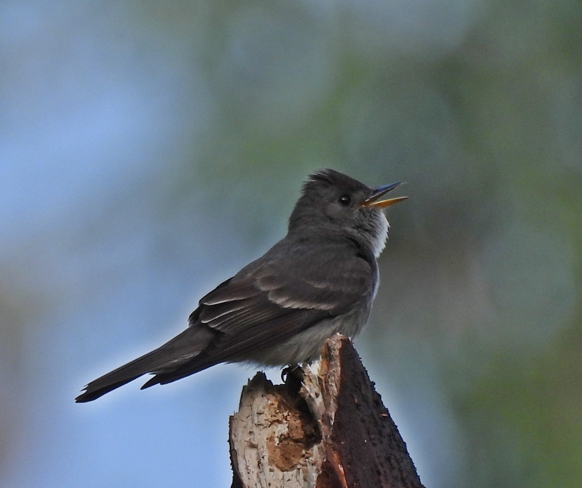 Western Wood-Pewee - ML620028163