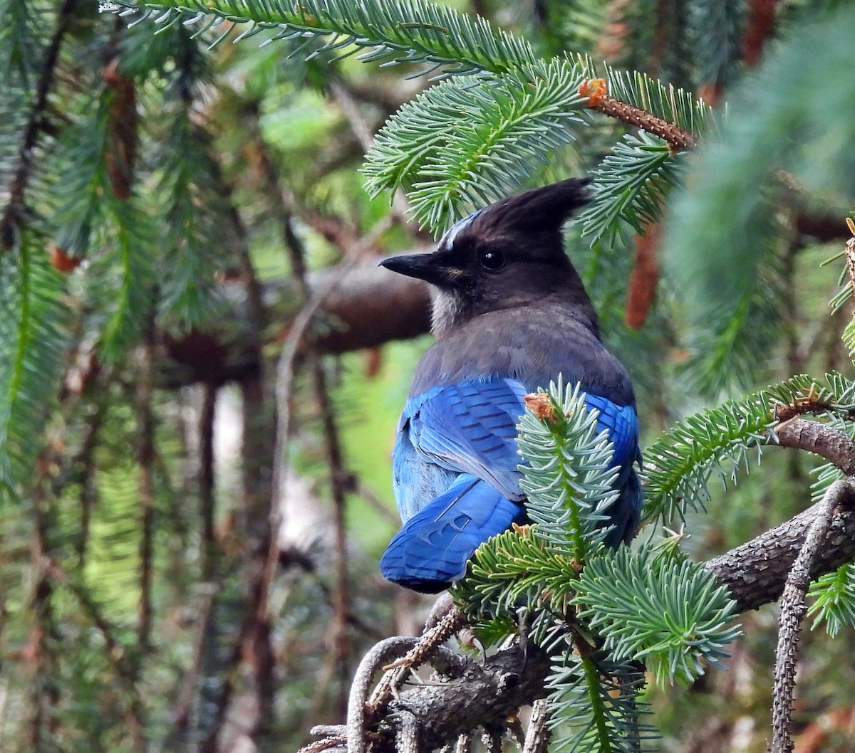 Steller's Jay (Coastal) - ML620028175