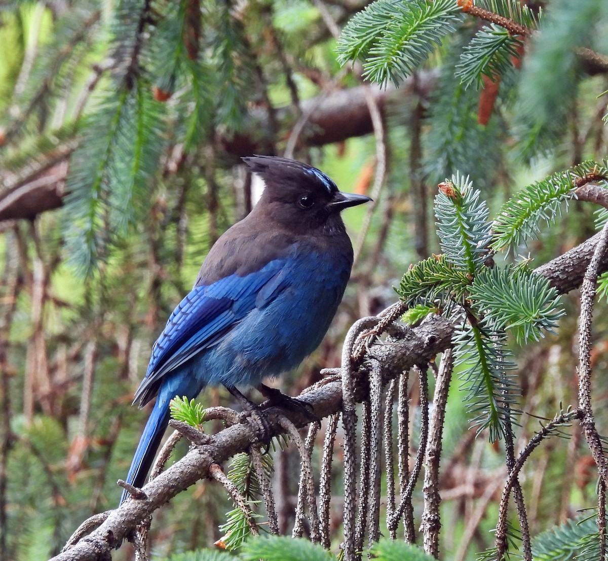 Steller's Jay (Coastal) - ML620028176