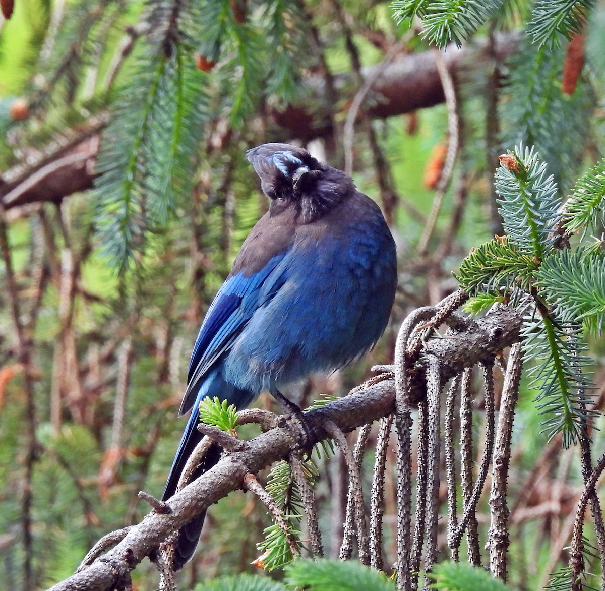 Steller's Jay (Coastal) - ML620028177