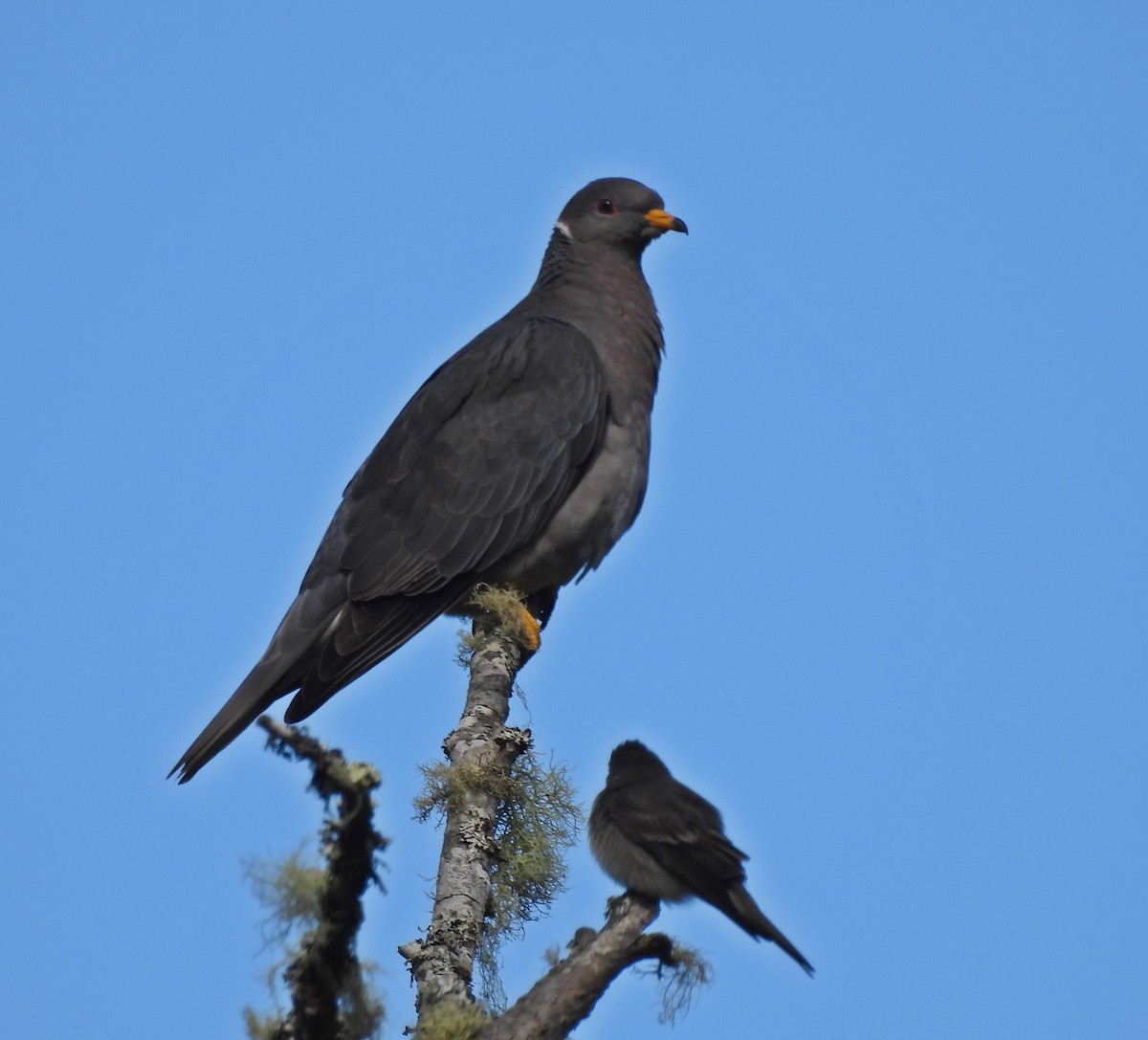 Band-tailed Pigeon - ML620028180