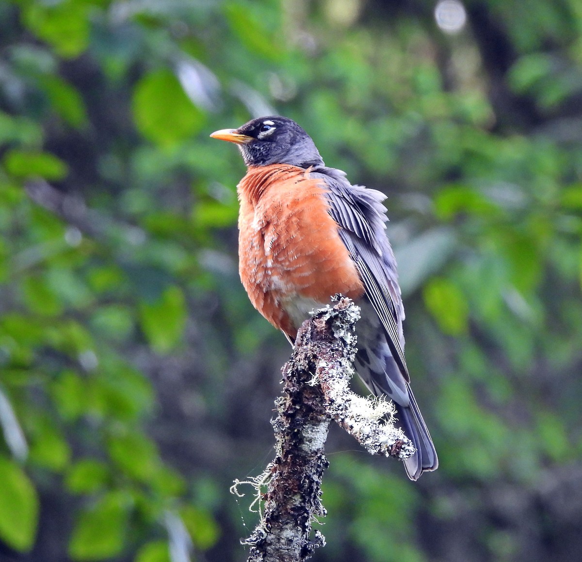 American Robin - ML620028184