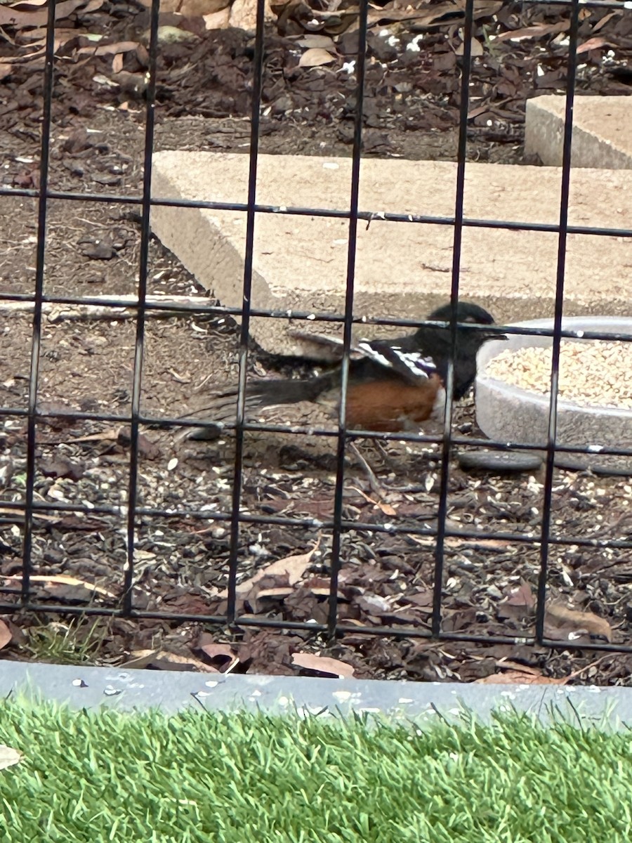 Spotted Towhee - ML620028204