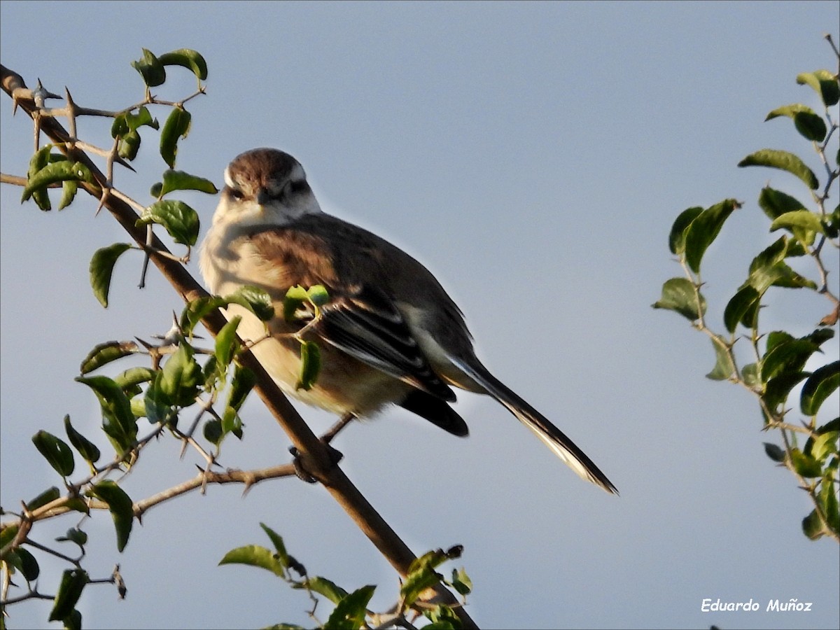 White-banded Mockingbird - ML620028208
