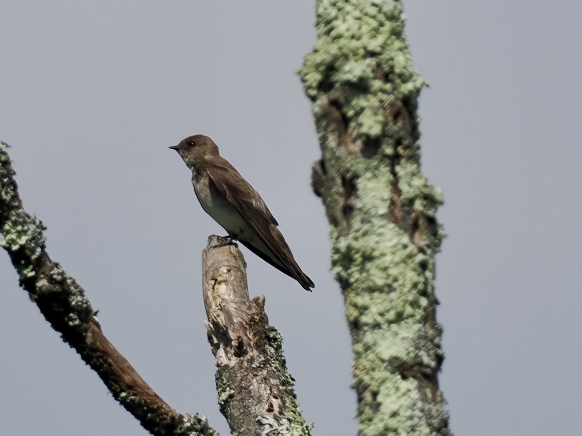 Northern Rough-winged Swallow - ML620028241