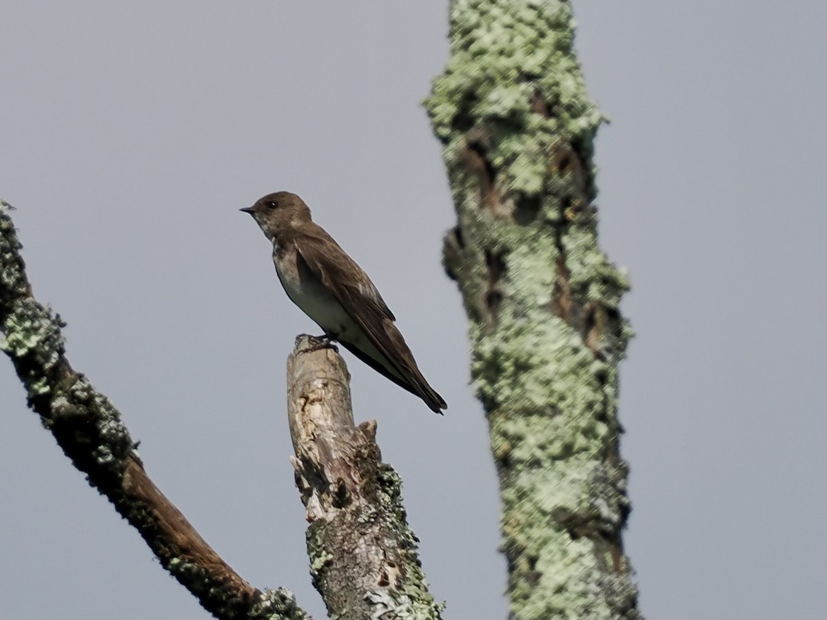 Golondrina Aserrada - ML620028241