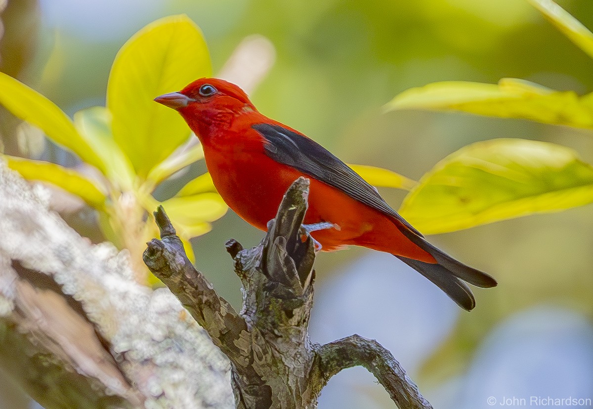 Scarlet Tanager - ML620028245