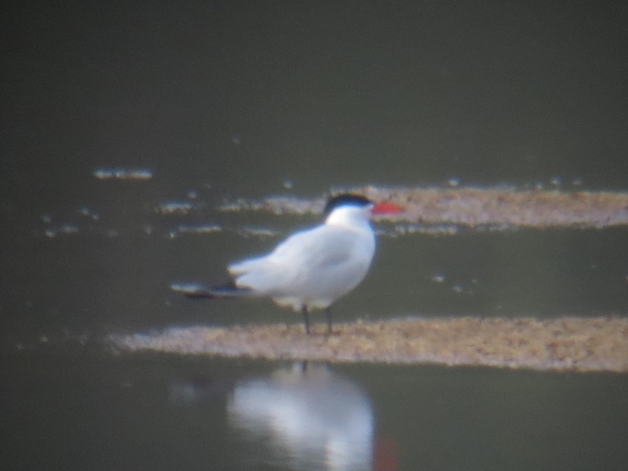 Caspian Tern - ML620028251