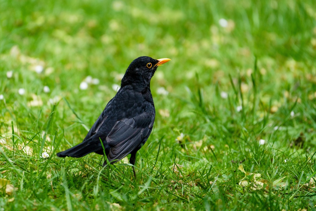 Eurasian Blackbird - ML620028257