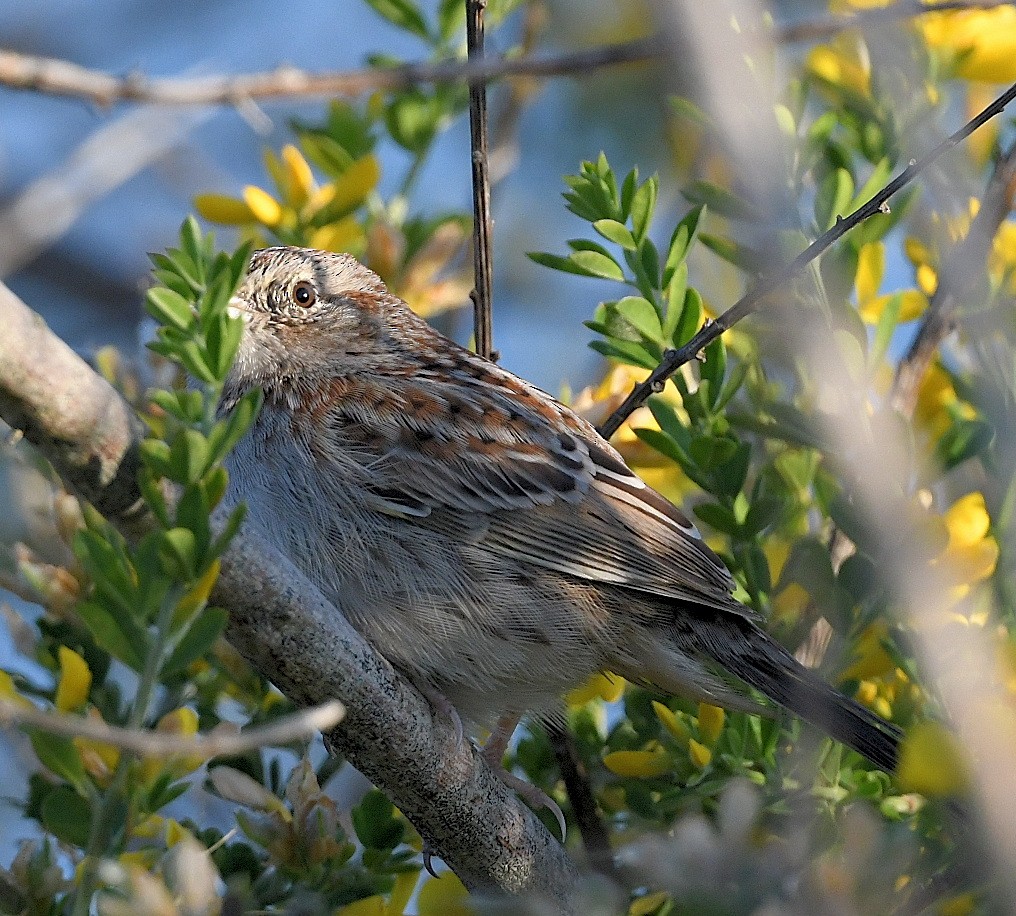 Cassin's Sparrow - ML620028259