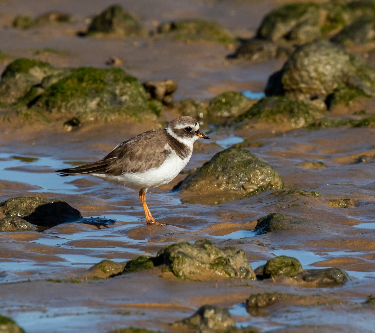 Common Ringed Plover - ML620028262