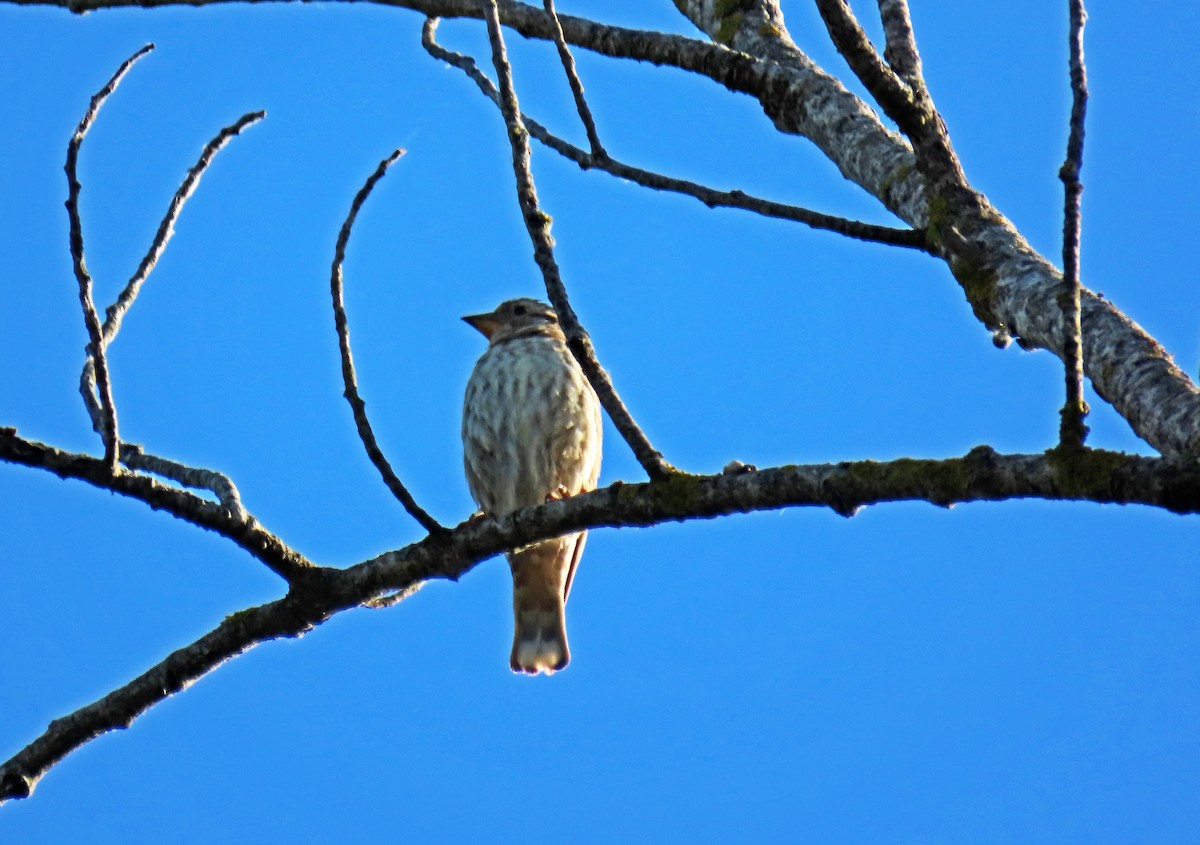 Rock Sparrow - ML620028263