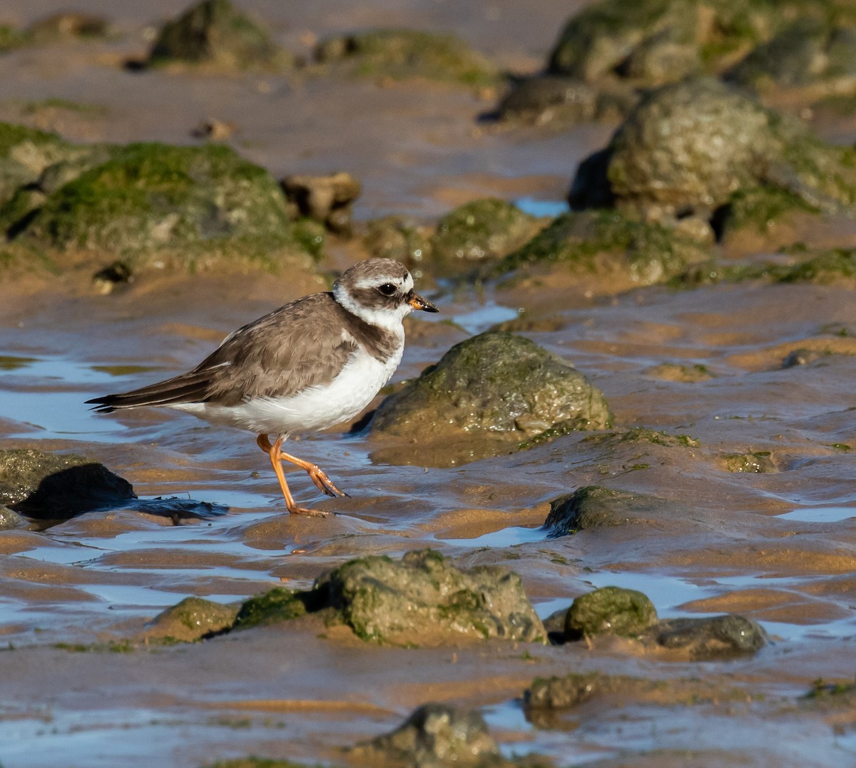 Common Ringed Plover - ML620028264