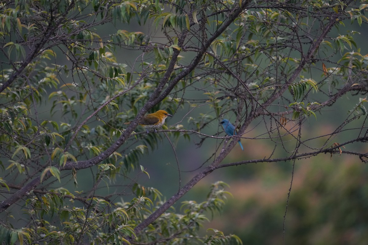 Indian Golden Oriole - ML620028285