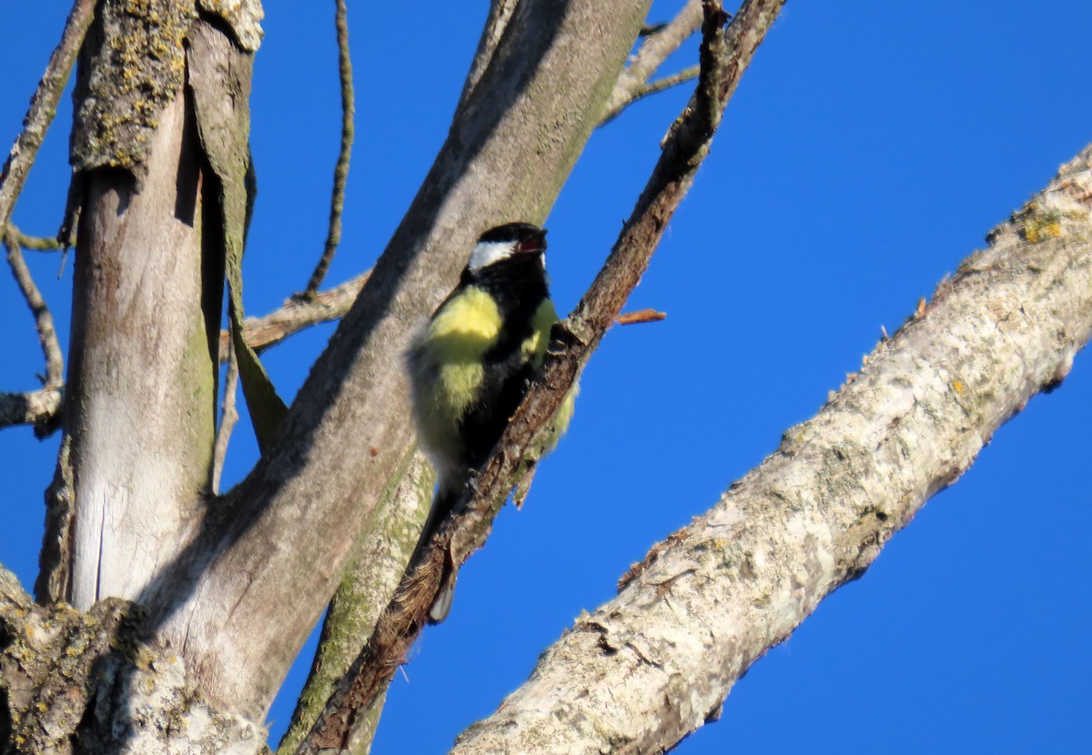 Mésange charbonnière - ML620028292